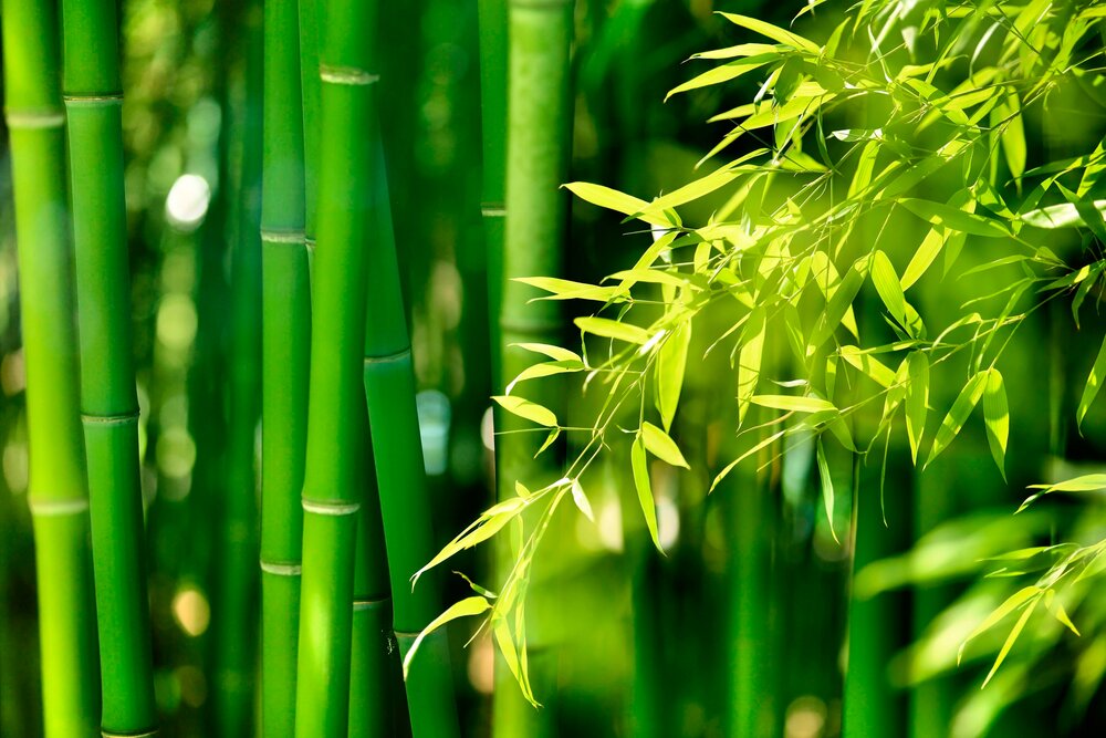 Servise Bambus 16 deler